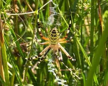 A wasp spider seen in north of England for the first time is the latest ‘climate refugee’ amid global heating. The Argiope bruennichi is part of worrying trend that could threaten native species. The venomous black and yellow spider who spins mysterious patterns in her webs and eats her mates for breakfast is rarely seen in the north and west of Britain but is extending its range northwards as the planet heats