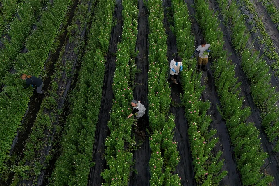 Os guaxinins se espalham pelas cidades japonesas à medida que os danos às plantações aumentam