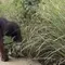 Miris Orangutan Mengais Makanan di Pinggir Jalan, Diduga Kelaparan