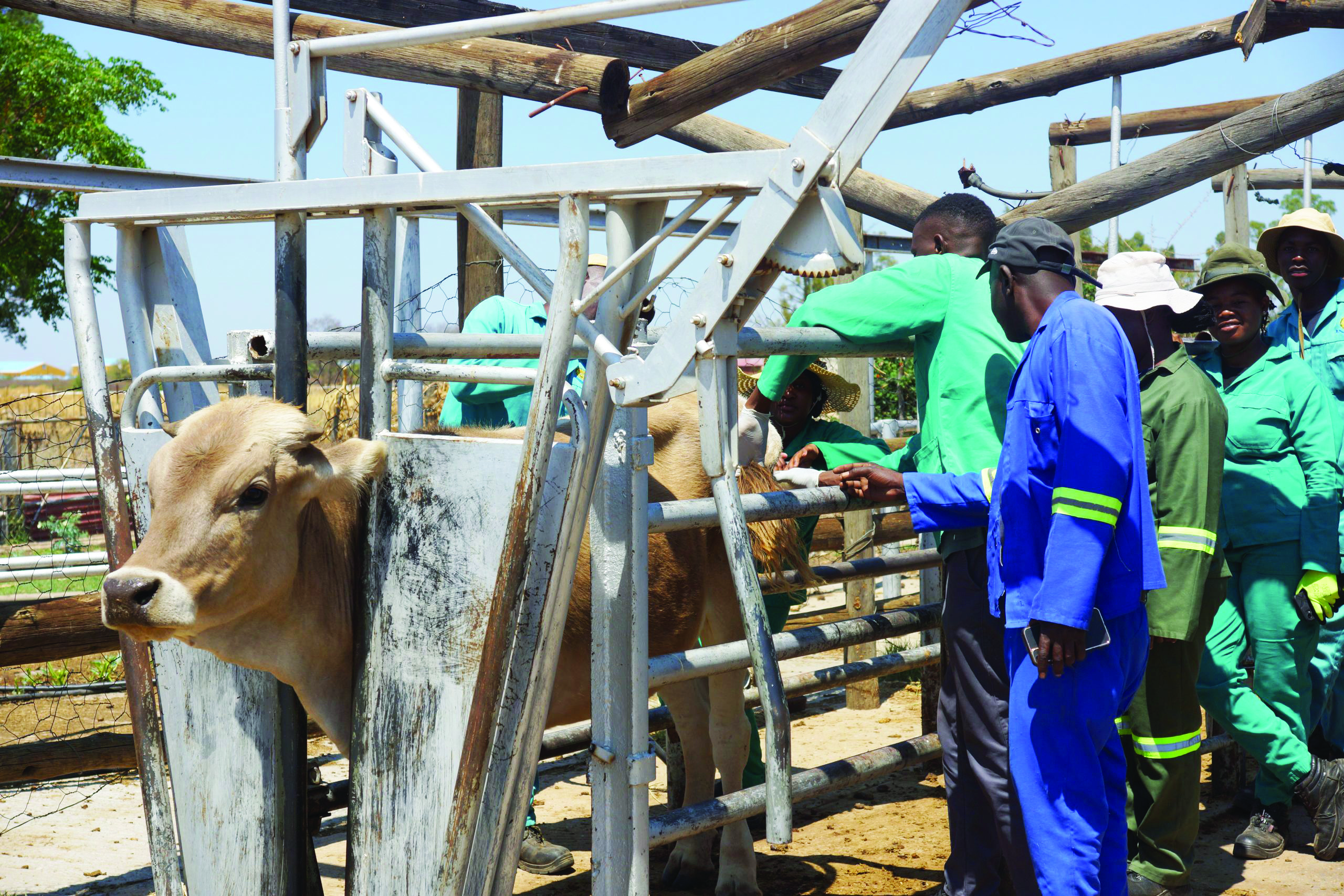 Omunyekadi mukulu Penehupifo Pohamba a xulifa