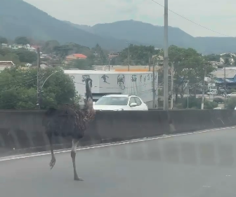 VÍDEO: ave de grande porte é flagrada correndo entre veículos em viaduto na zona oeste do Rio