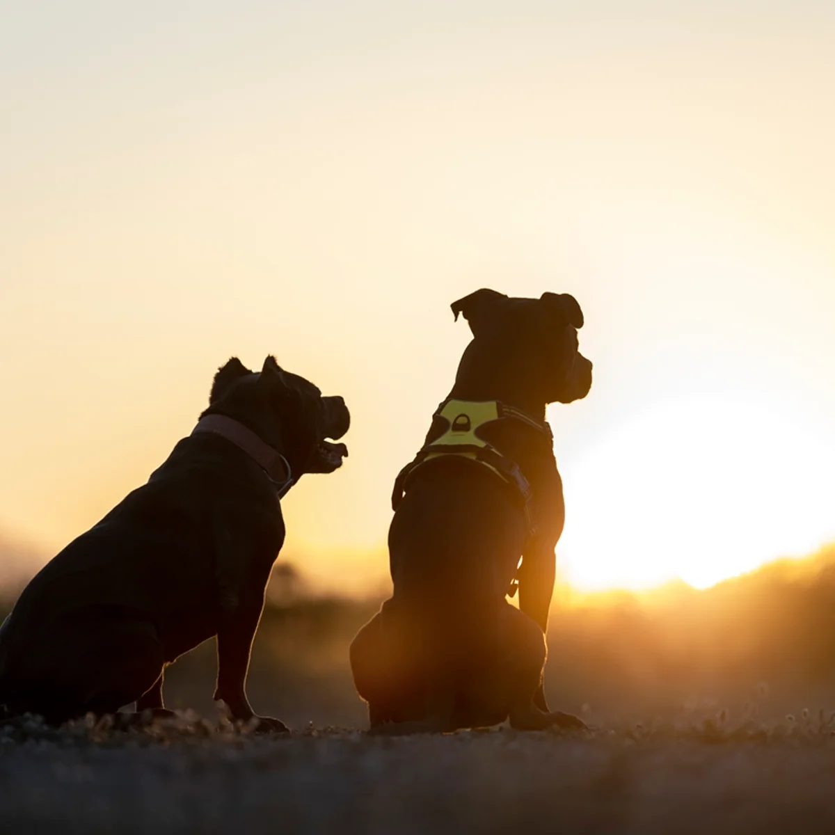 Calor extremo: tutores devem tomar cuidado para evitar hipertermia em pets