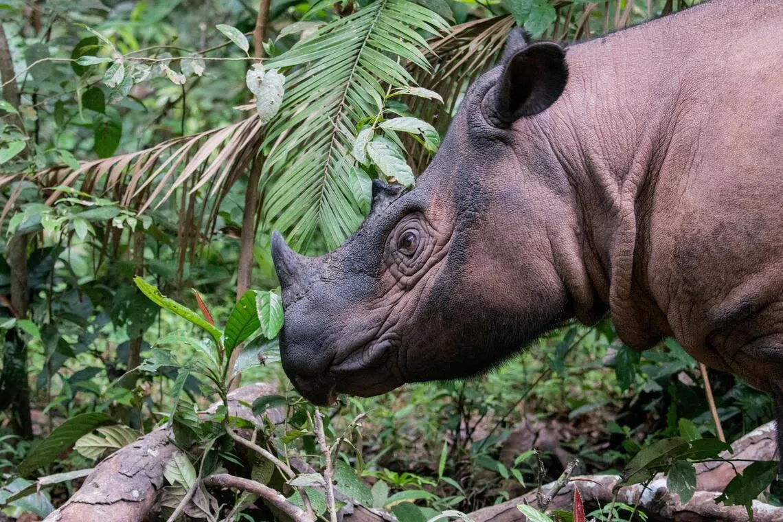 The Sumatran Rhino is one of the world’s rarest and most threatened mammals.
