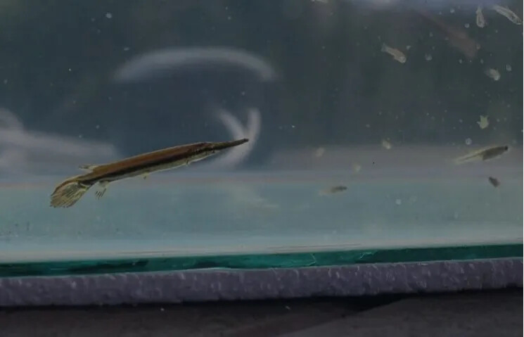 Imagem da matéria: No Guatemala nasceram os primeiros filhotes em cativeiro deste fóssil vivo com 100 milhões de anos na Terra